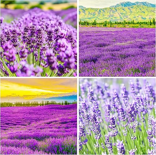 Más de 4000 semillas de flores de lavanda inglesa para plantar, flores moradas para jardín, atraen insectos polinizadores