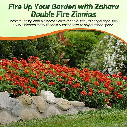 Miniatura 5 de Outsidepride - Zinnia, 100 semillas anuales, Marylandica Zahara Double Orange Fire, flores para plantar, color naranja