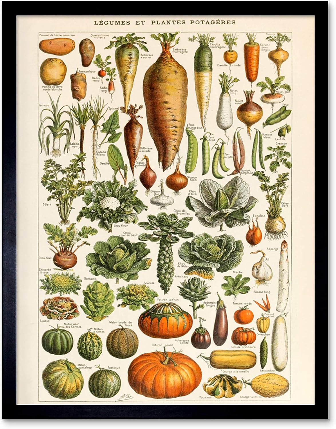 Millot Encyclopedia Page Mushrooms Fungus Unframed Wall Art Print Poster Home Decor Premium