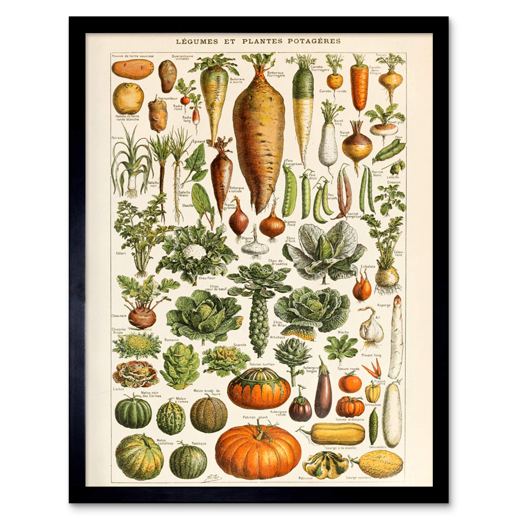 Artery8 Vegetables Legumes Millot Encyclopedia Page Art Print Framed Poster Wall Decor 12X16 Inch