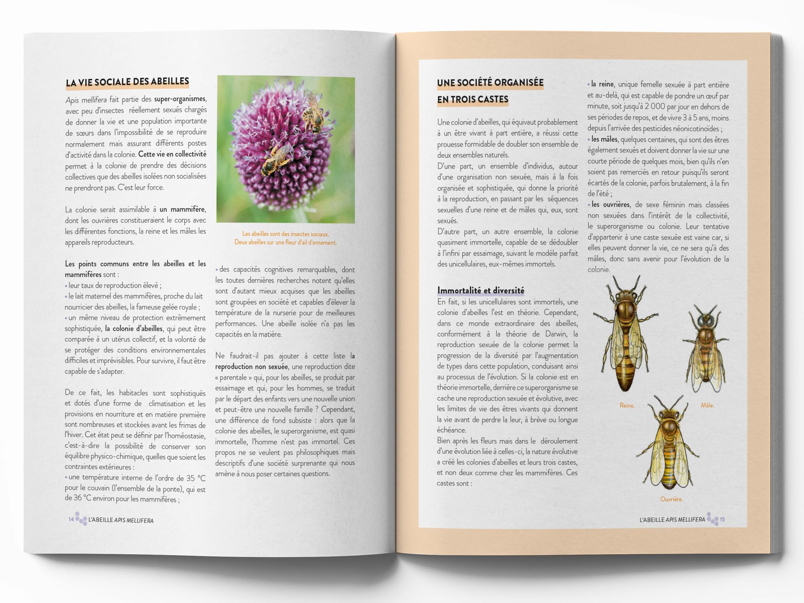 Le grand guide visuel de l'apiculture: Les techniques apicoles pour conduire un rucher