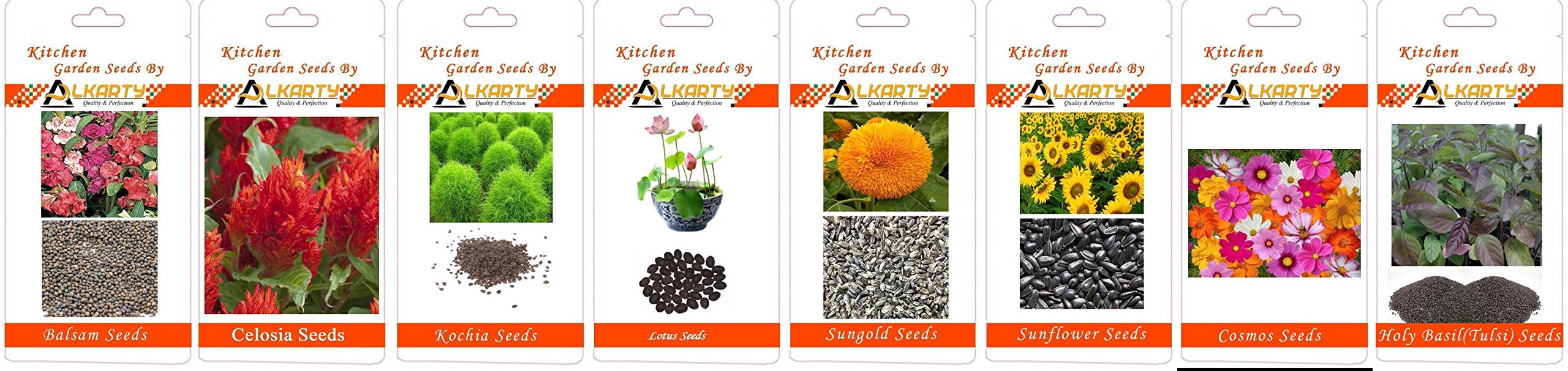 Balsam, Celosia, Kochia, Lotus, Sungold, Sunflower, Cosmos, Tulsi Summer Flower Seeds Pack of 20 Each-picture-31