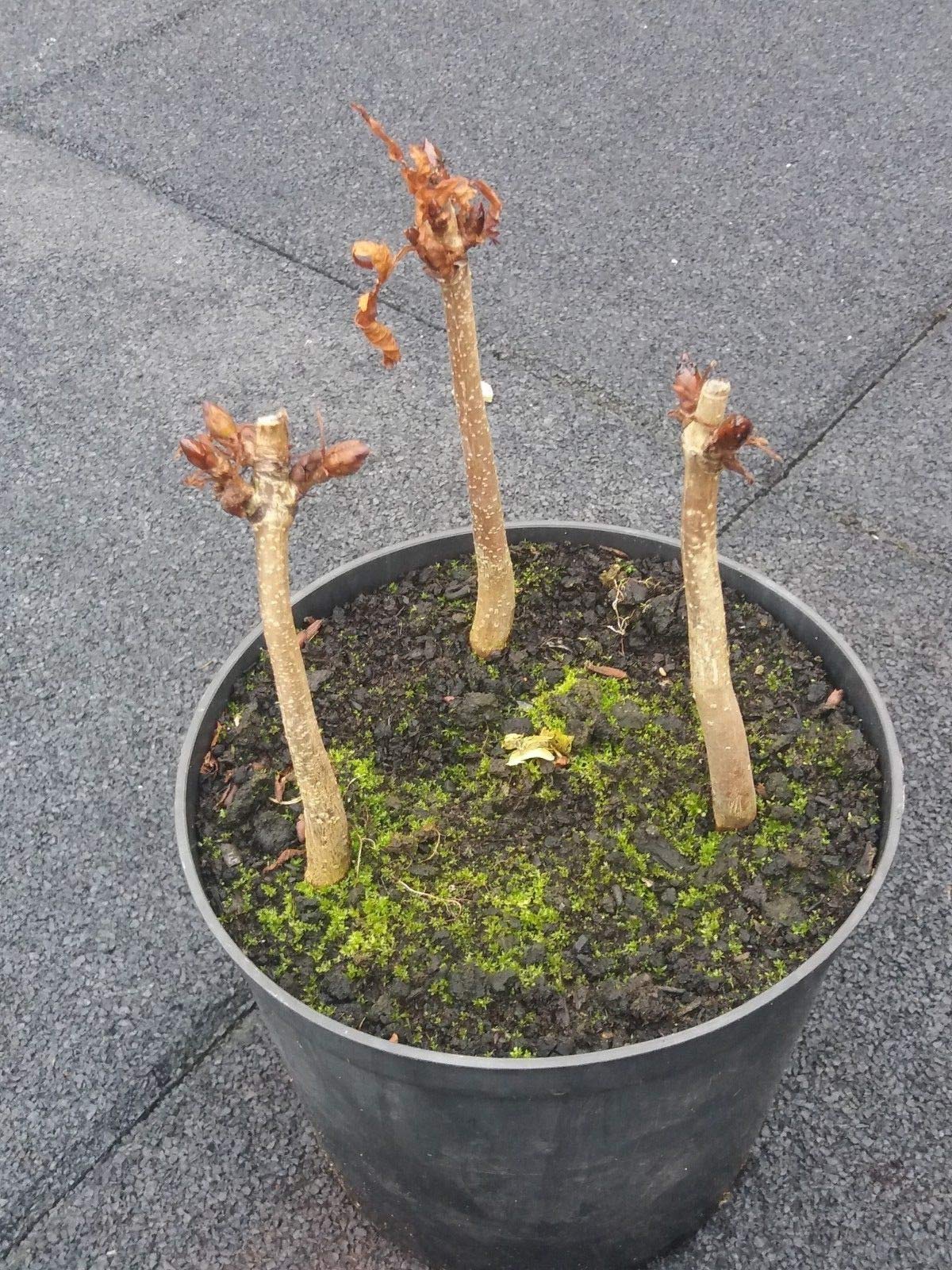 Aesculus hippocastanum, Kastanie, Bonsai-Starter : Amazon.de: Garten