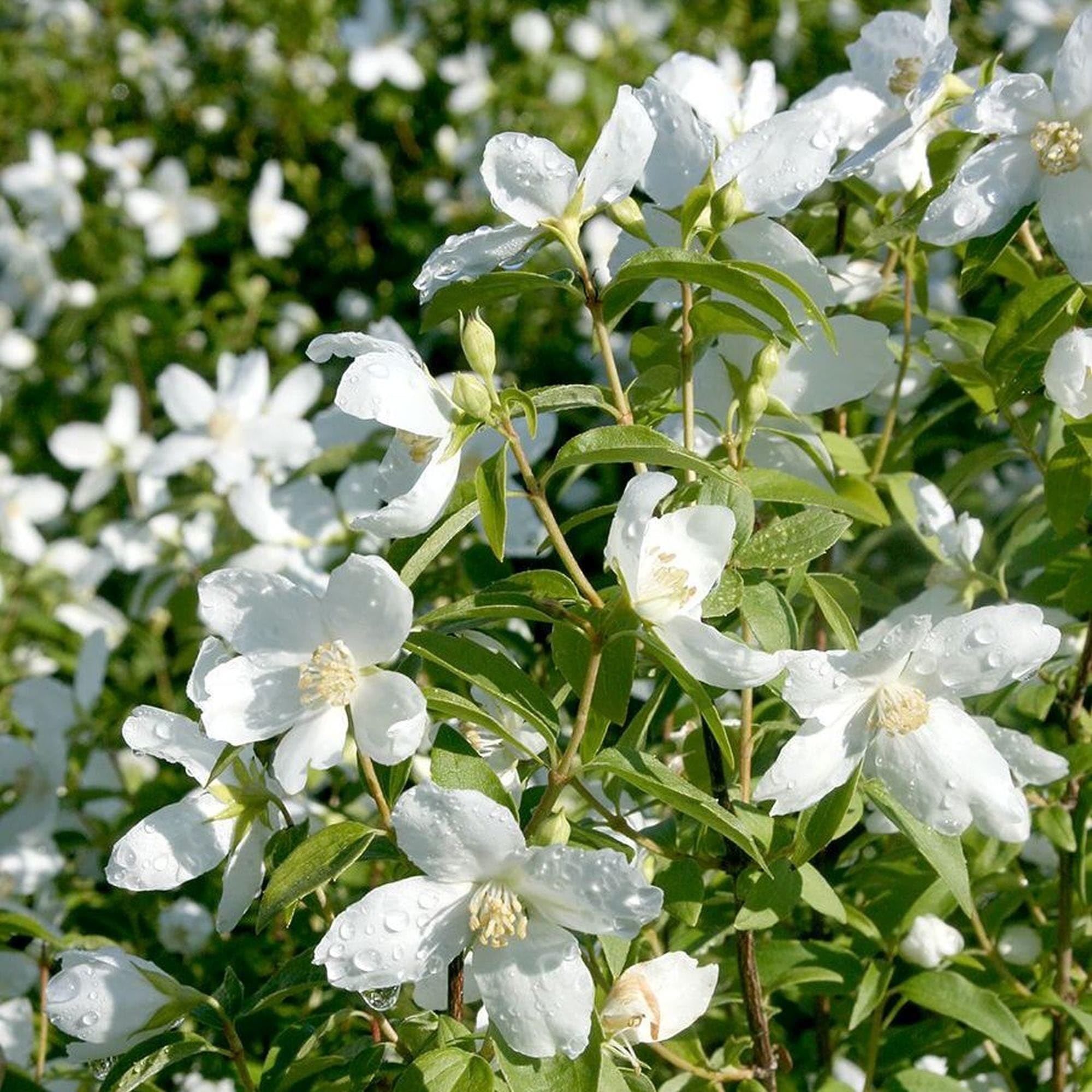 Vivai le Georgiche - Pianta vera di Philadelphus "Silberregen" Philadelphus 'Silver Showers' Filadelfo, Fior d'angelo - vaso Ø 18 cm