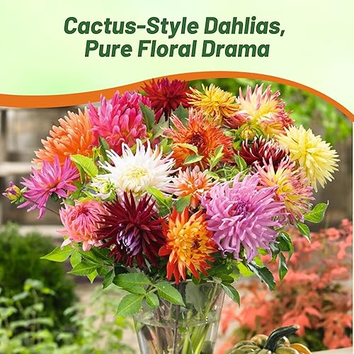 Miniatura 6 de Outsidepride Mezcla de cactus semillas de dalia para plantar, 500 unidades, anuales, fáciles de cultivar, semillas de flores de larga temporada con
