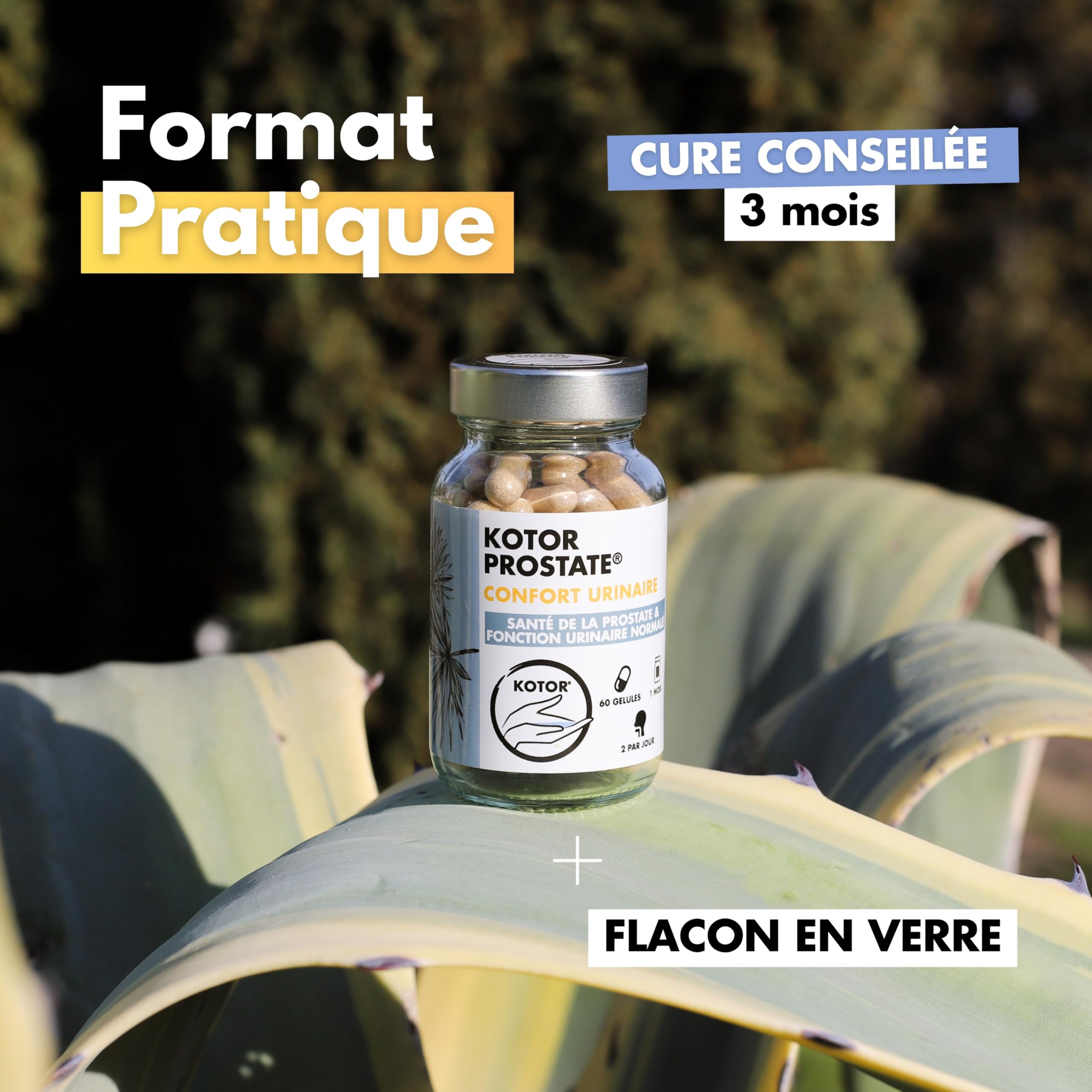 KOTOR PROSTATE | Troubles Urinaires, HBP, Envie Fréquente d’Uriner | Complexe Naturel & Français | Ortie Piquante + Palmier Nain + Prunier d’Afrique | 60 Gélules | 1 Mois