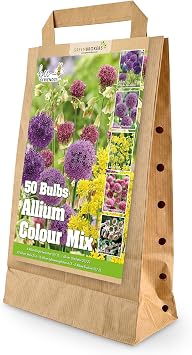 GreenBrokers Allium Bulb Collection 50 Bulbs