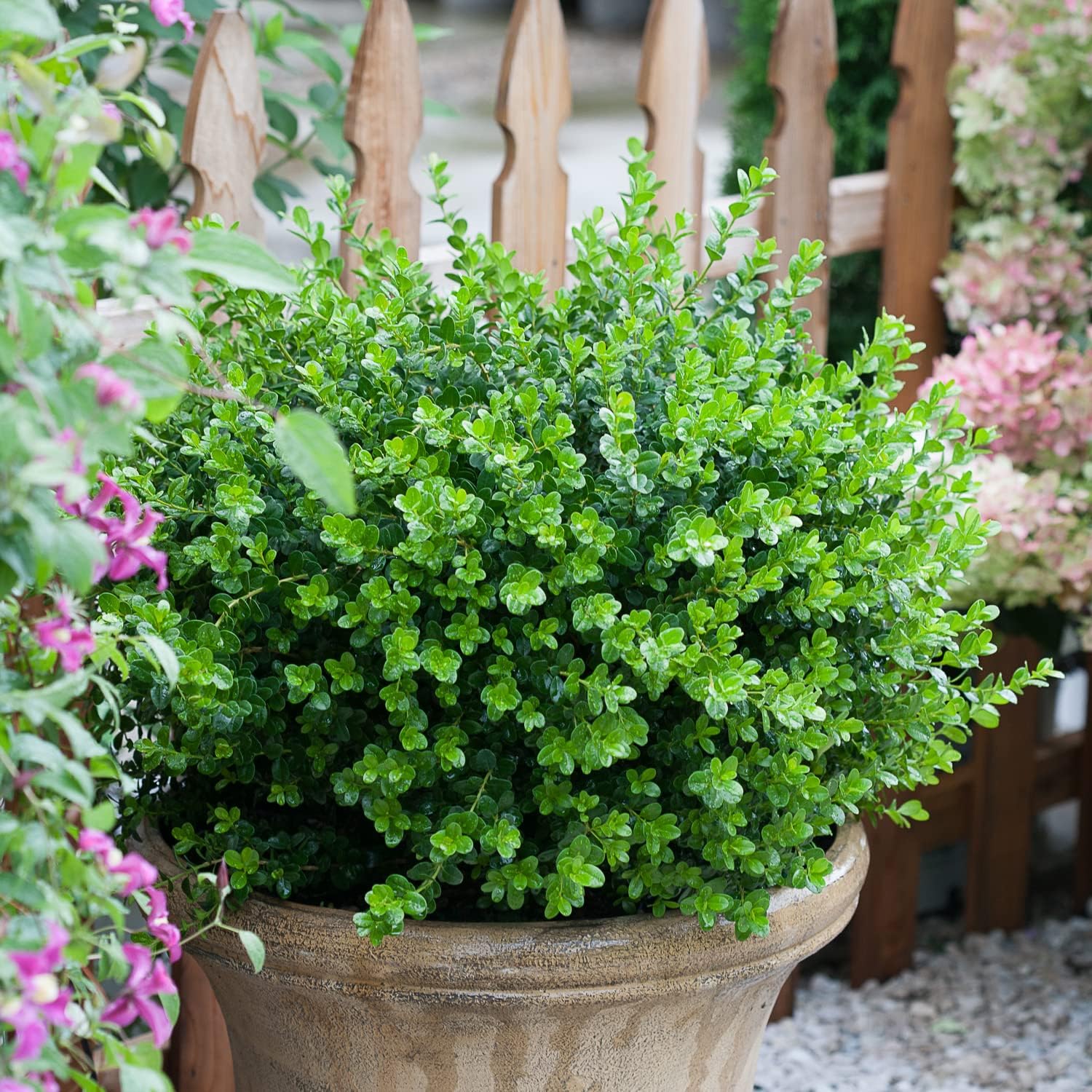 Blooming & Beautiful - Sprinter Boxwood - 3 gal - Proven Winners - Evergreen Shrub - Green Foliage - Grows Fast - Year-Round Interest - Zones 5-9 - Buxus microphylla 'Bulthouse' PP25896-3 Gallon Pot