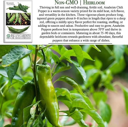 Miniatura 3 de Semillas de plantas de chile Anaheim para plantar, más de 100 semillas tradicionales por paquete, semillas de jardín de Isla (semillas de jardín de