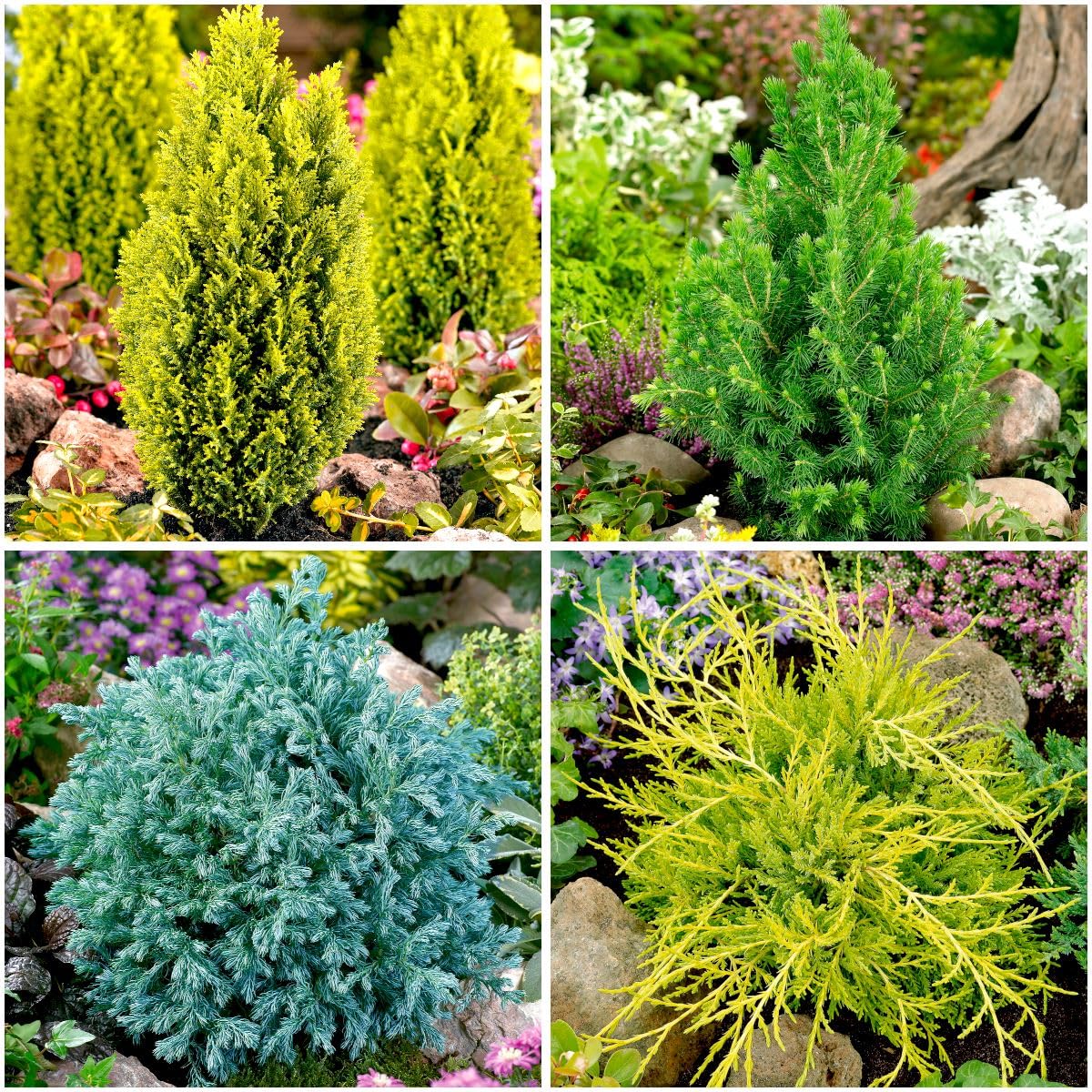 [x4] Dwarf Conifer Collection | Variety-Pack | Evergreen Shrubs | Pot Plants