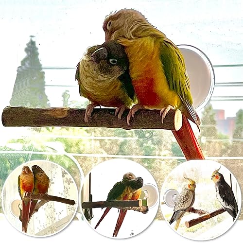 Miniatura 4 de Soporte portátil para percas para pájaros, madera de manzana natural en forma de T con ventosa de agarre al vacío para ventanas, azulejos planos,