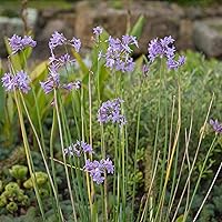 Vista 7 de Outsidepride Society Semillas de ajo para plantar, 100 piezas perennes, de bajo mantenimiento, flores moradas, frescas para jardines de hierbas, uso