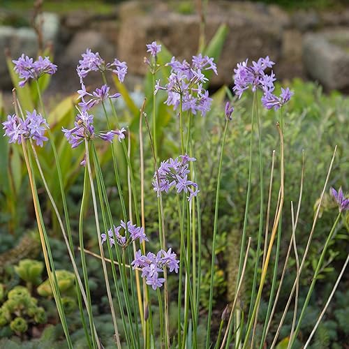 Miniatura 7 de Outsidepride Society Semillas de ajo para plantar, 100 piezas perennes, de bajo mantenimiento, flores moradas, frescas para jardines de hierbas, uso