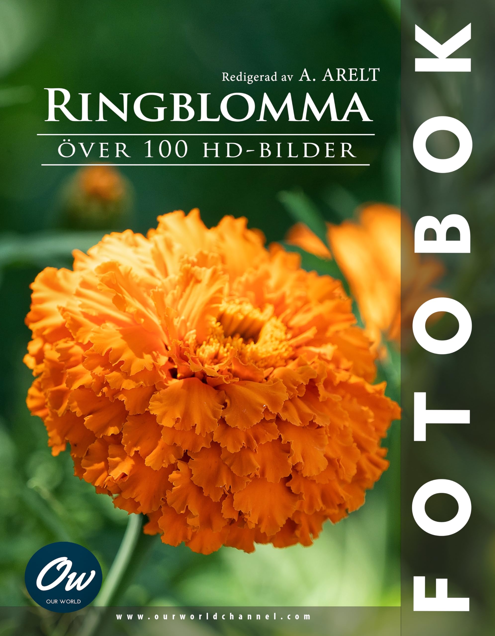 Ringblomma album 100 photos HD de fleurs pour créer une ambiance naturelle