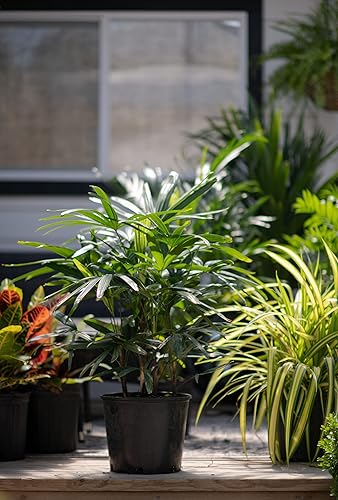 Miniatura 4 de Lady Palm - 5 plantas vivas en macetas de cultivo de 6 pulgadas - Rhapis Excelsa - Hermosa planta de interior de aire limpio para interiores y