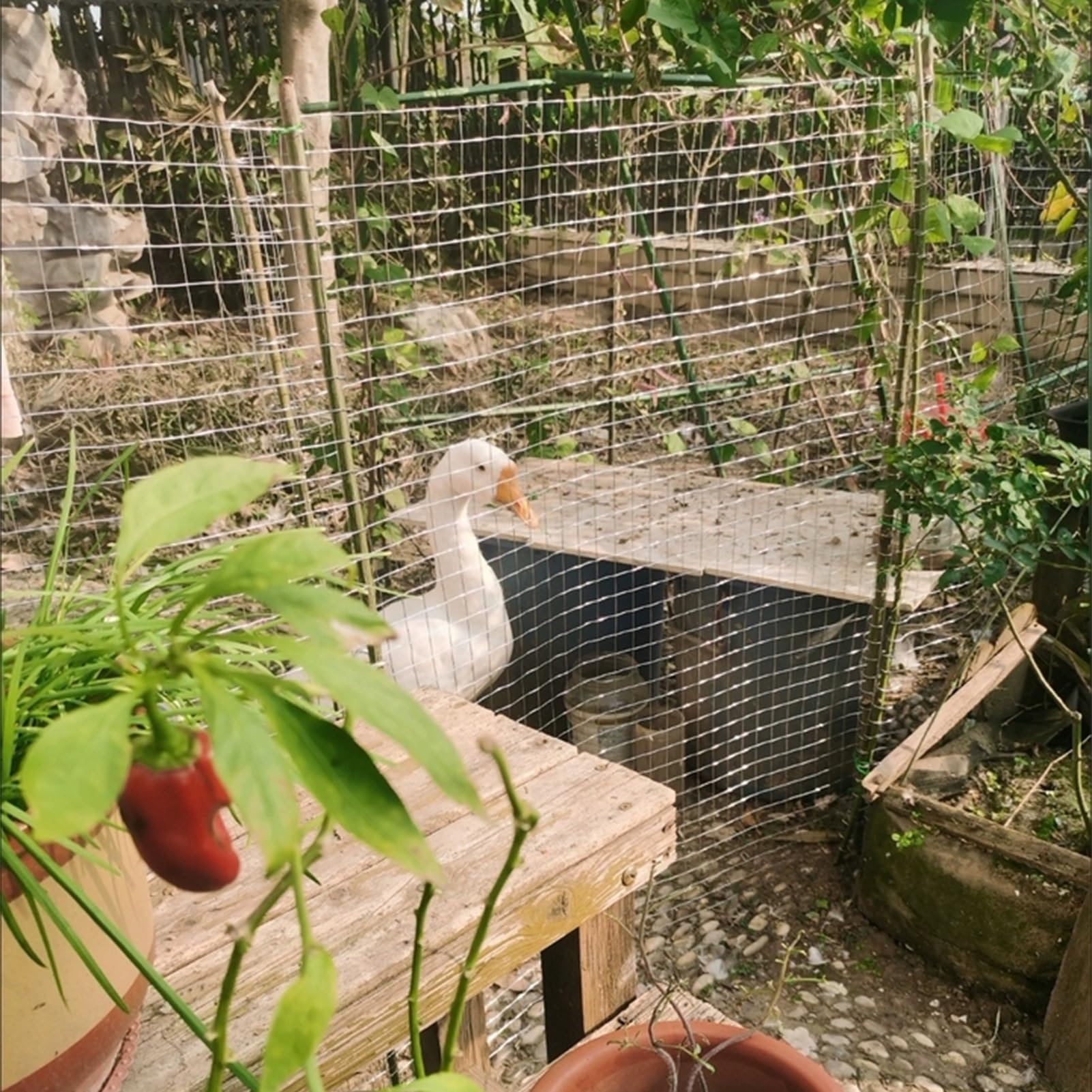 VXHCS Malla Soldada de Acero Inoxidable 304 Valla de Protección de Escalera 13mm/1mm Red para Jaulas de Animales, para Campo de Fútbol Jardín(0.5x5m)