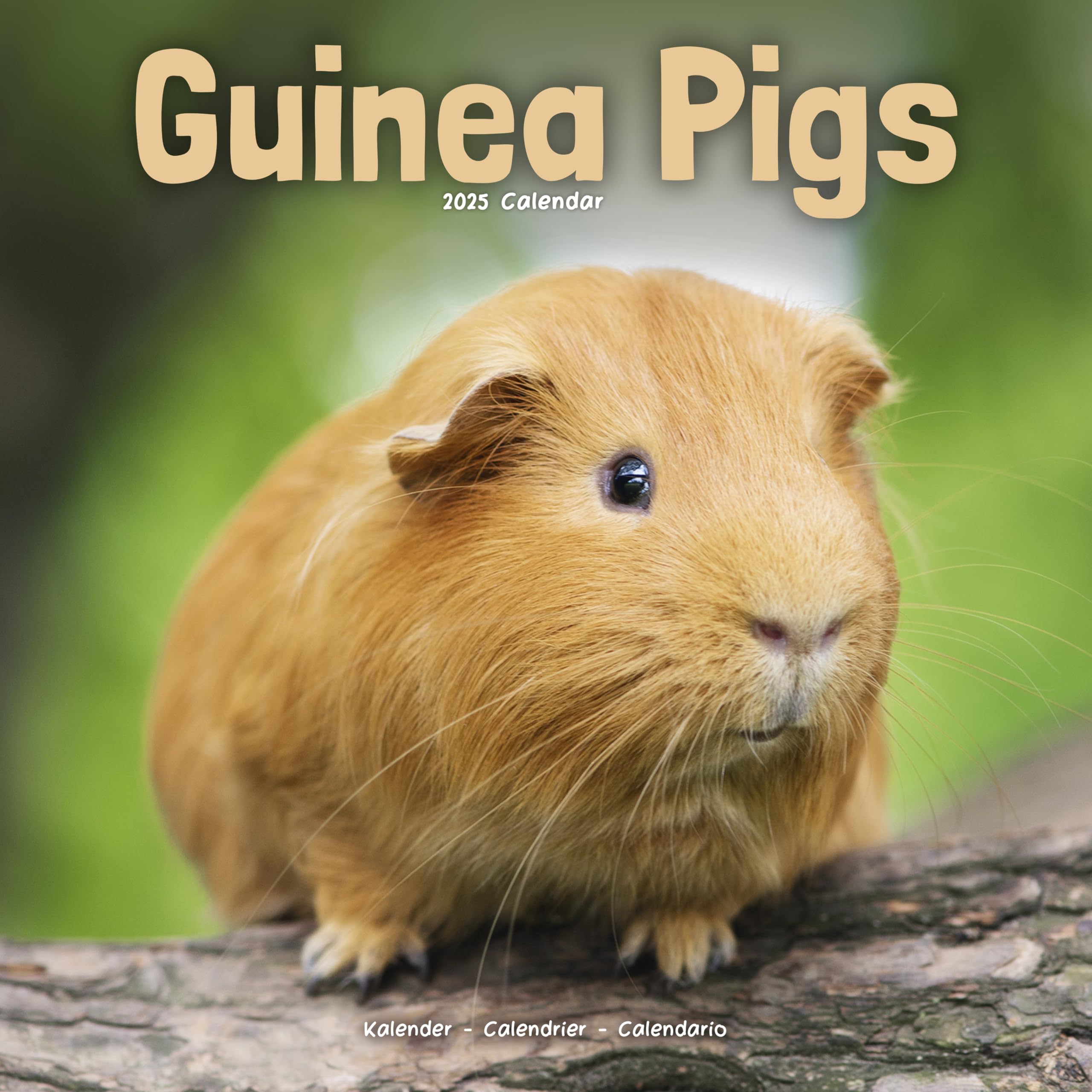 Guinea Pigs 2025 Square Wall Calendar | Animal, Wildlife Calendar