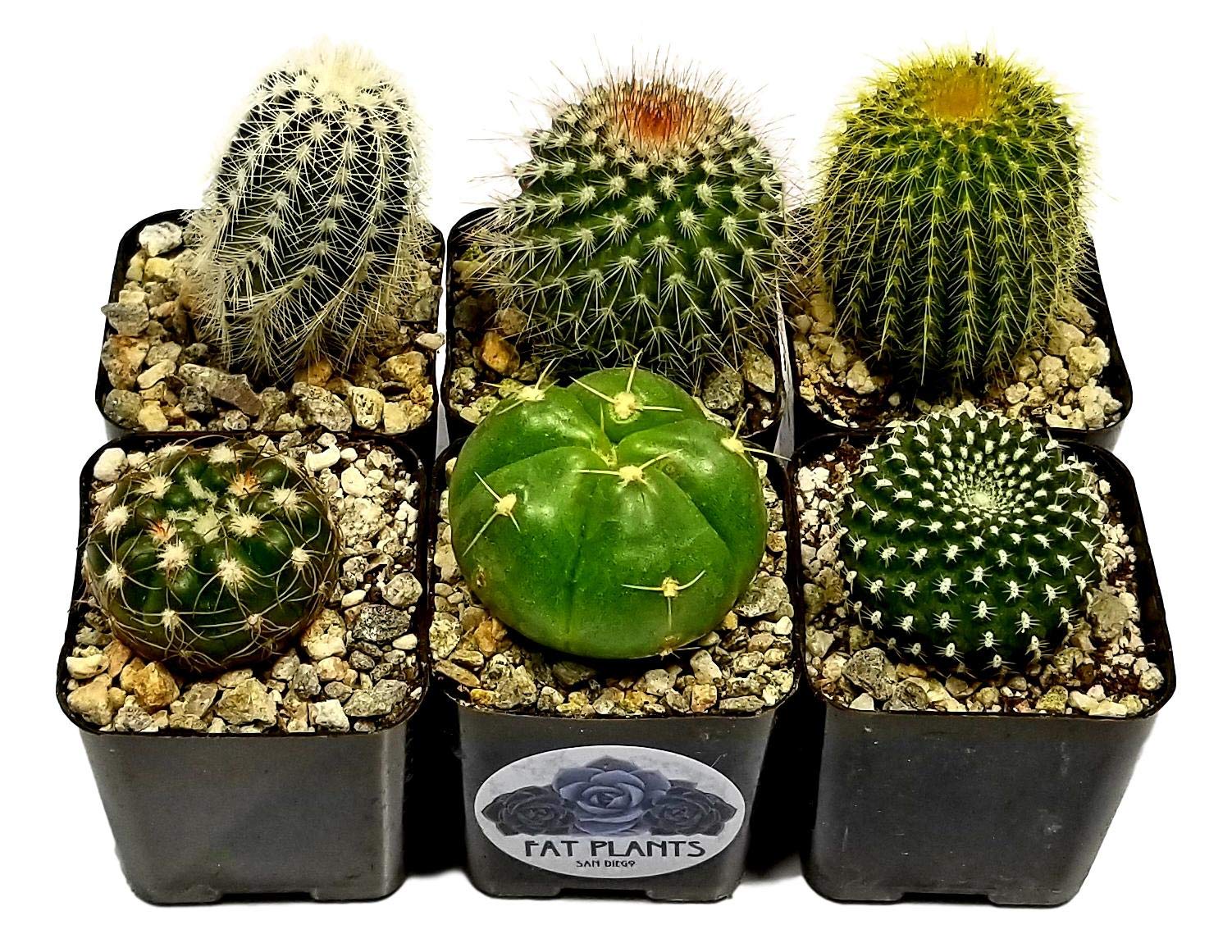 ファット②★FAT★カクタスグリーン産★CACTUS GREEN産★希少株鉢付き Amazon.com : Live Mini Cactus Plants (6 Pack), Assorted Potted