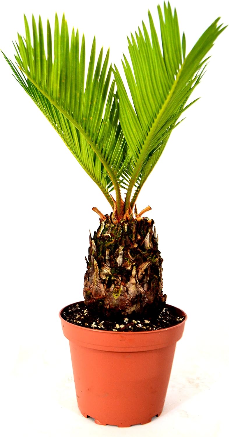 9GreenBox - Japanese Sago Palm - GREAT GIFT EASY TO GROW - 4" pot