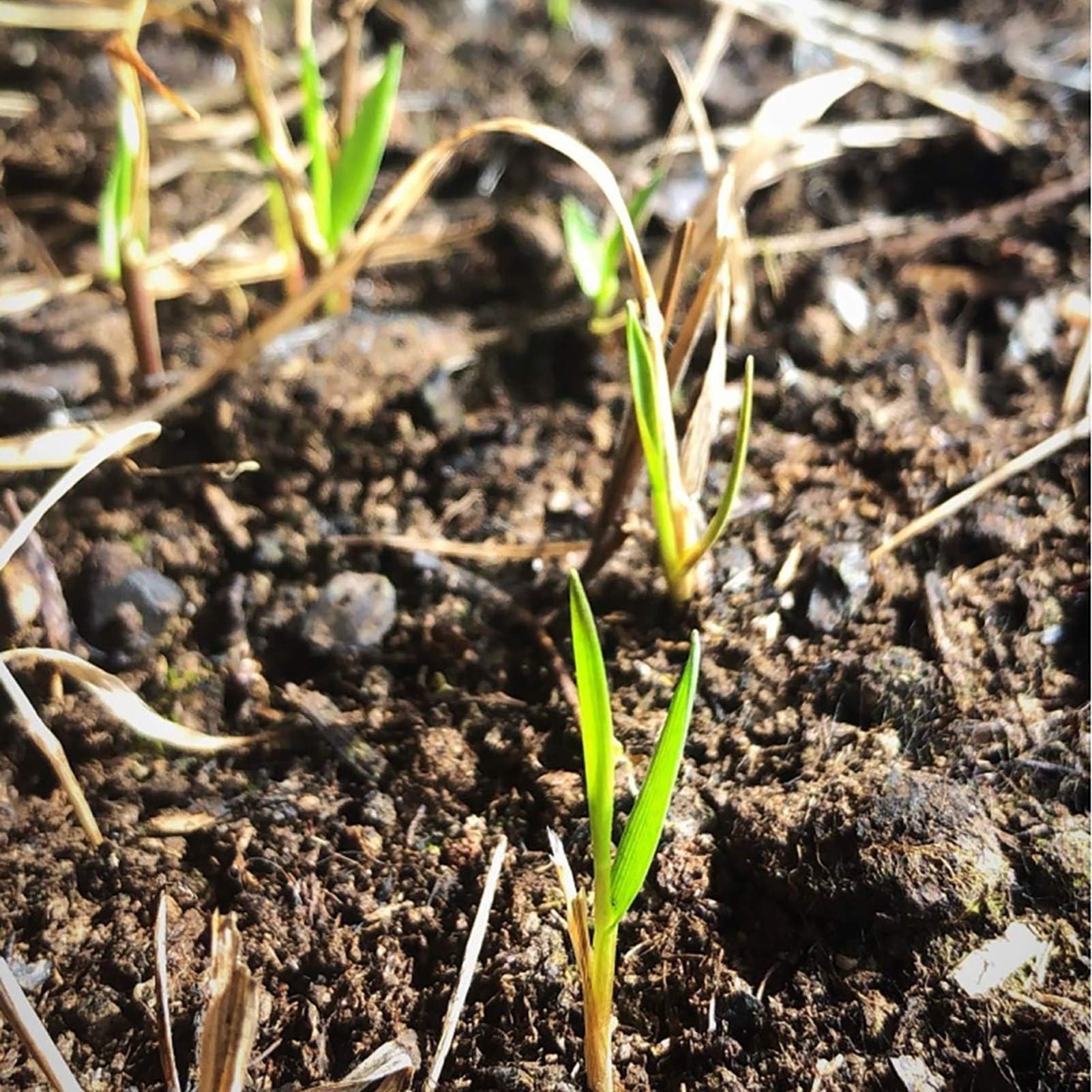 Non GMO Sweet Grass Seeds for Home Gardening-[300 Seeds]