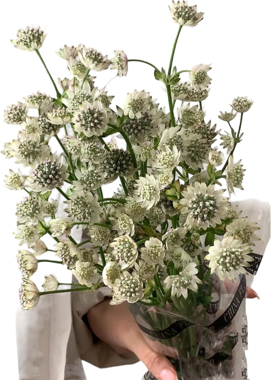 19 White Astrantia major Flowers Hydroponic Fresh Cut Flower Arrangements for Home Decor Birthday Anniversary Healing Sympathy Friendship and Love Gifts