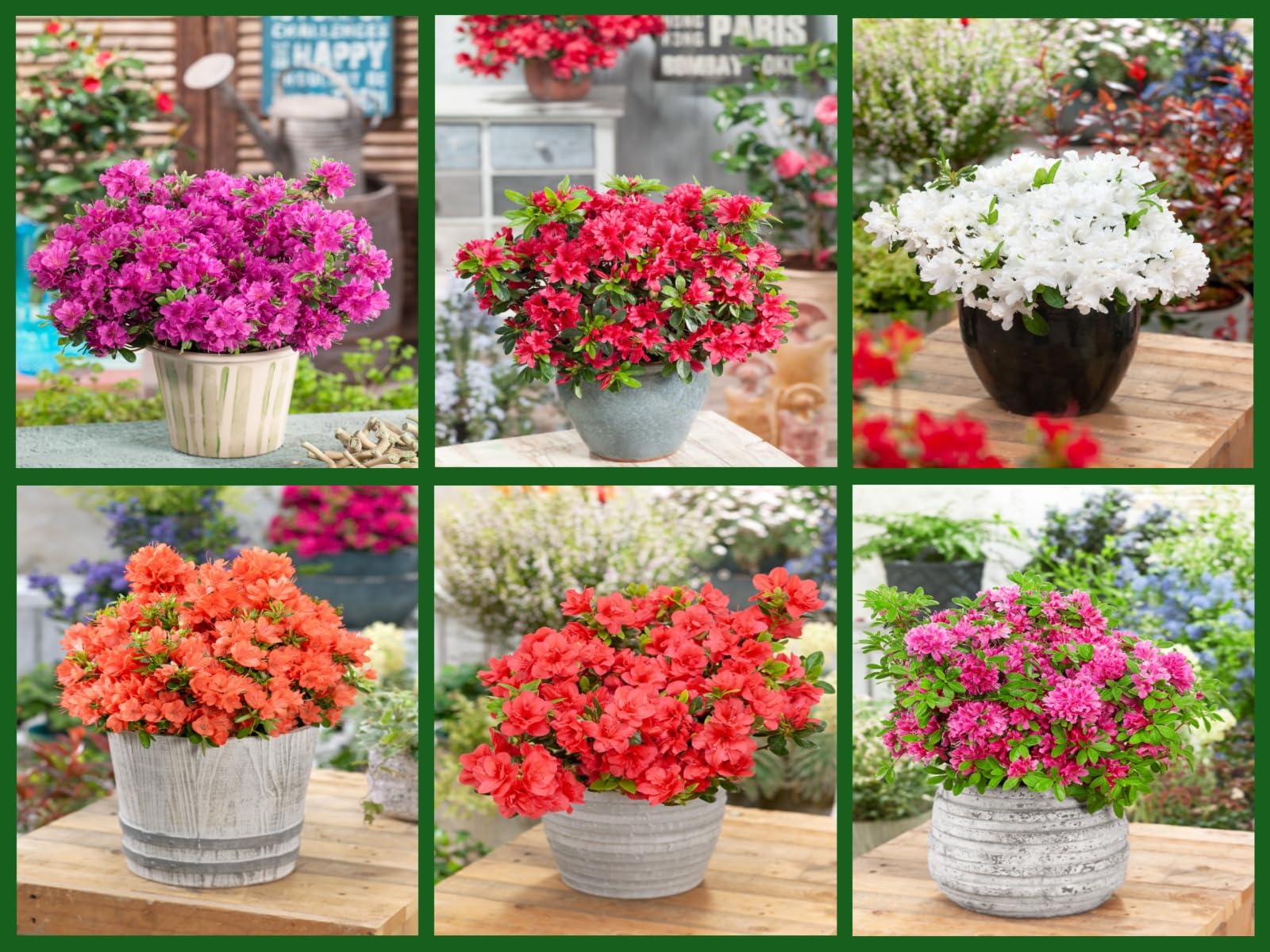 6 Mixed Dwarf Evergreen Flowering Azalea Shrub Plants 2ltr pots