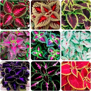 150+Coleus Rainbow Mix Seeds for Planting Outdoor-Beautiful Flower Plant in Your Home Garden Indoors or Outdoors Attractive and Colorful