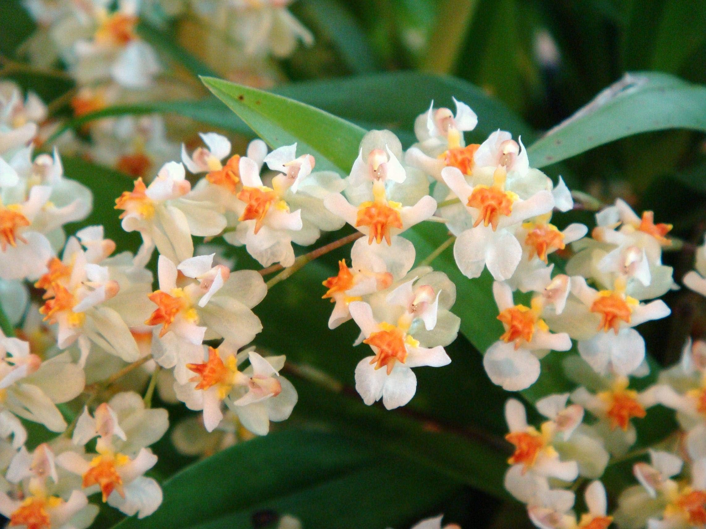-Onc. Twinkle 'Fragrant Fantasy' - Fragrant Blooms Easy to Grow and Bloom! Miniature windowsill-Size, Cool and Warm Tolerant. White Flowered Variety. (NOT in-Bud/Bloom When Shipped)