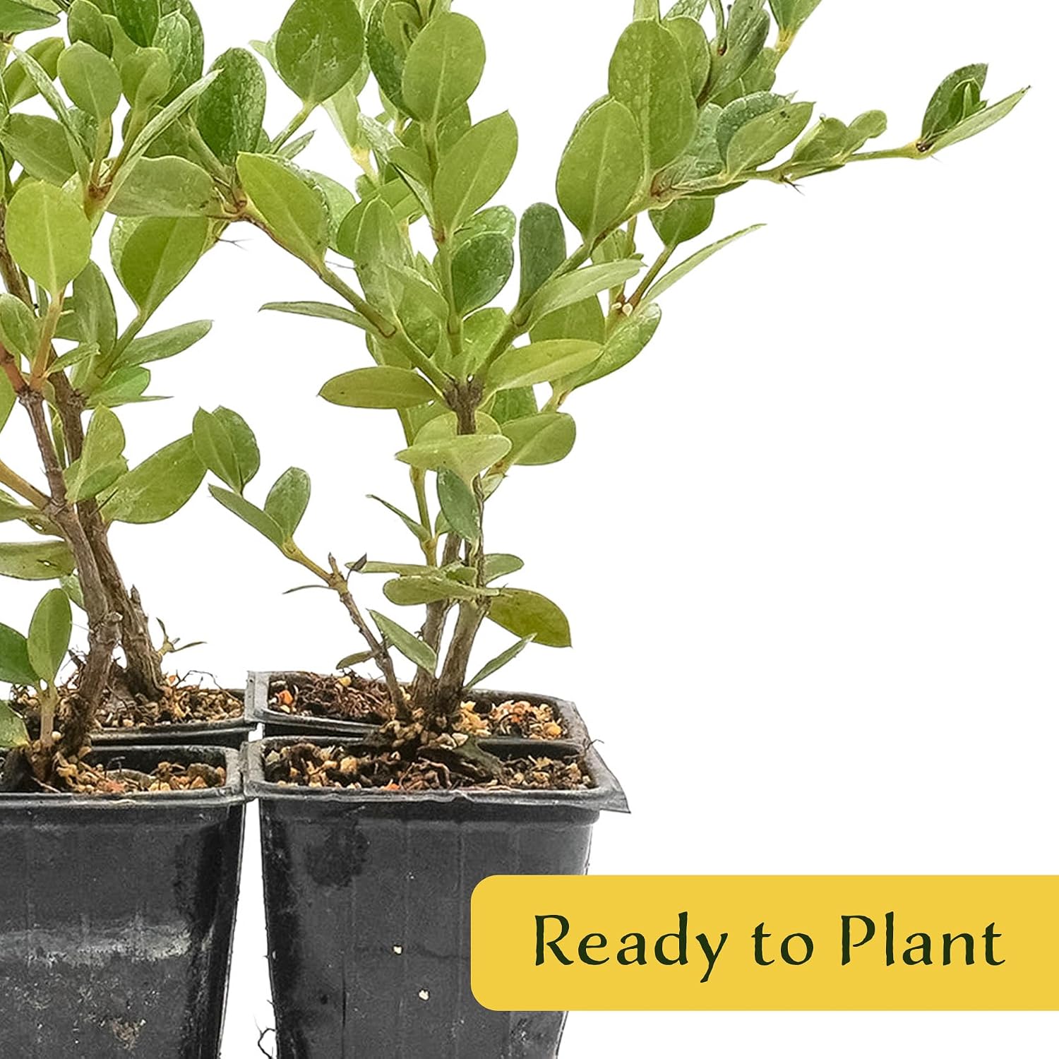 2 Green Carpet Natal Plum in 3.5" Nursery Cubes | Carissa ‘Green Carpet’ | Low-Growing Evergreen Groundcover for Landscapes, Slopes & Borders | Live Starter Plants