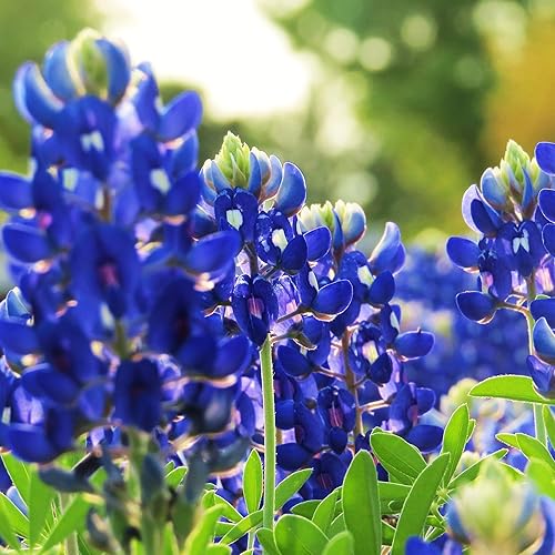 Miniatura 2 de Outsidepride Flores silvestres de Bluebonnet Perennial Texas - 1 libra