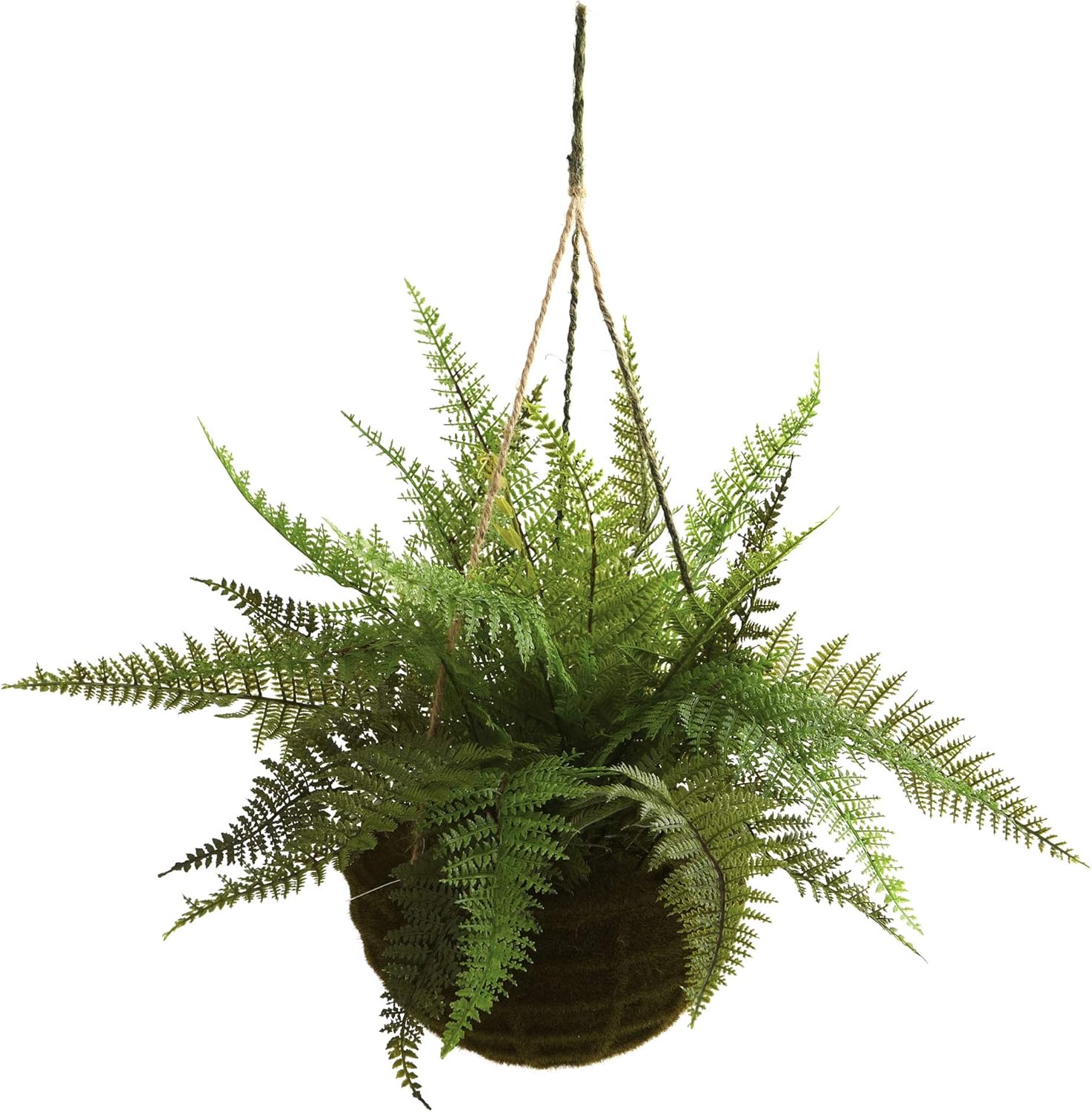 Evergreen Fern Duo in Mossy Plastic Hanging Baskets for Indoor/Outdoor