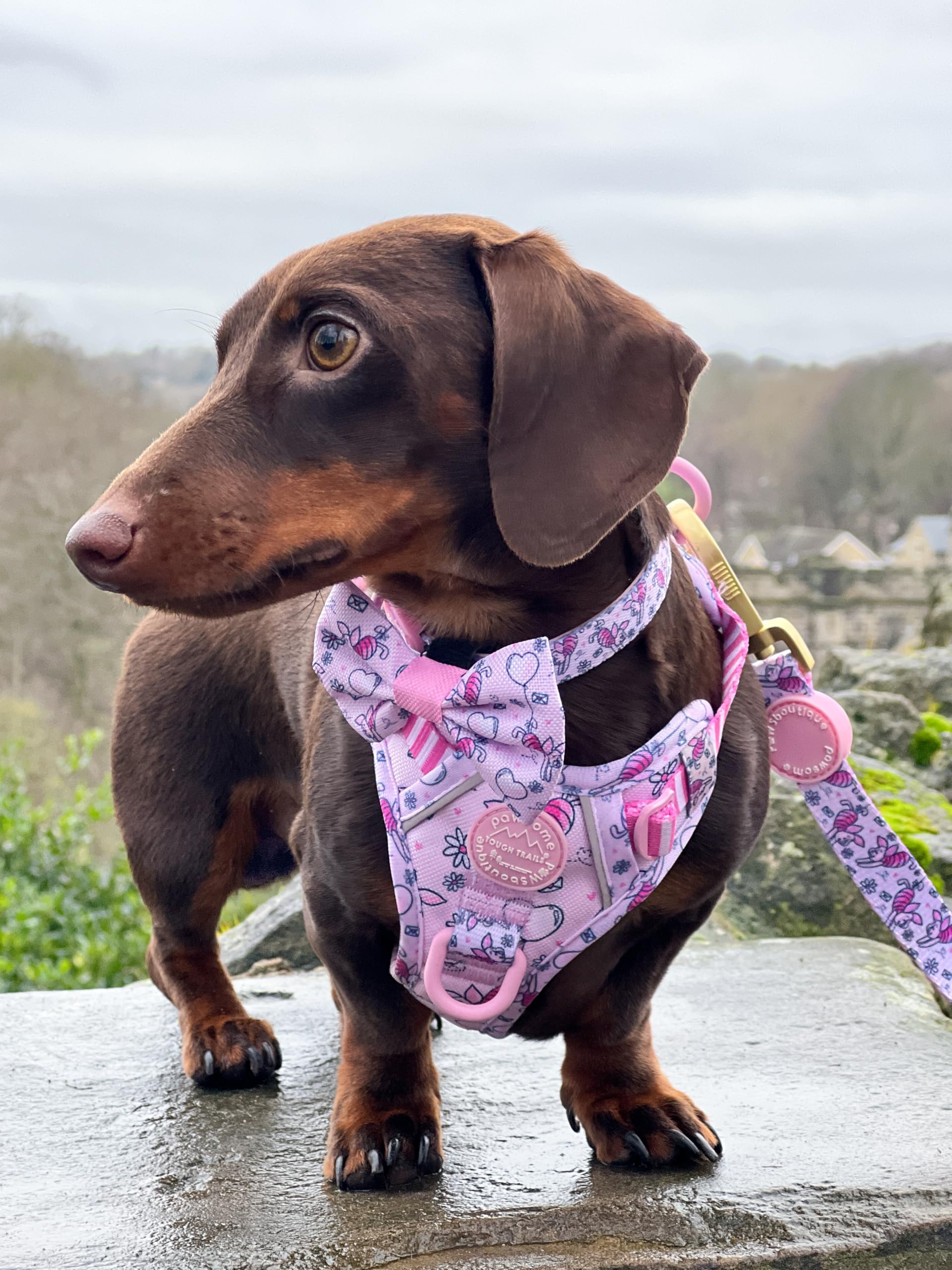 Pawsome Paws Boutique Piglet Disney Bow Tie for Dogs Oxford Cloth with Easy Fastening for Stylish Dogs, One Size (Pack of 1) - Image 3