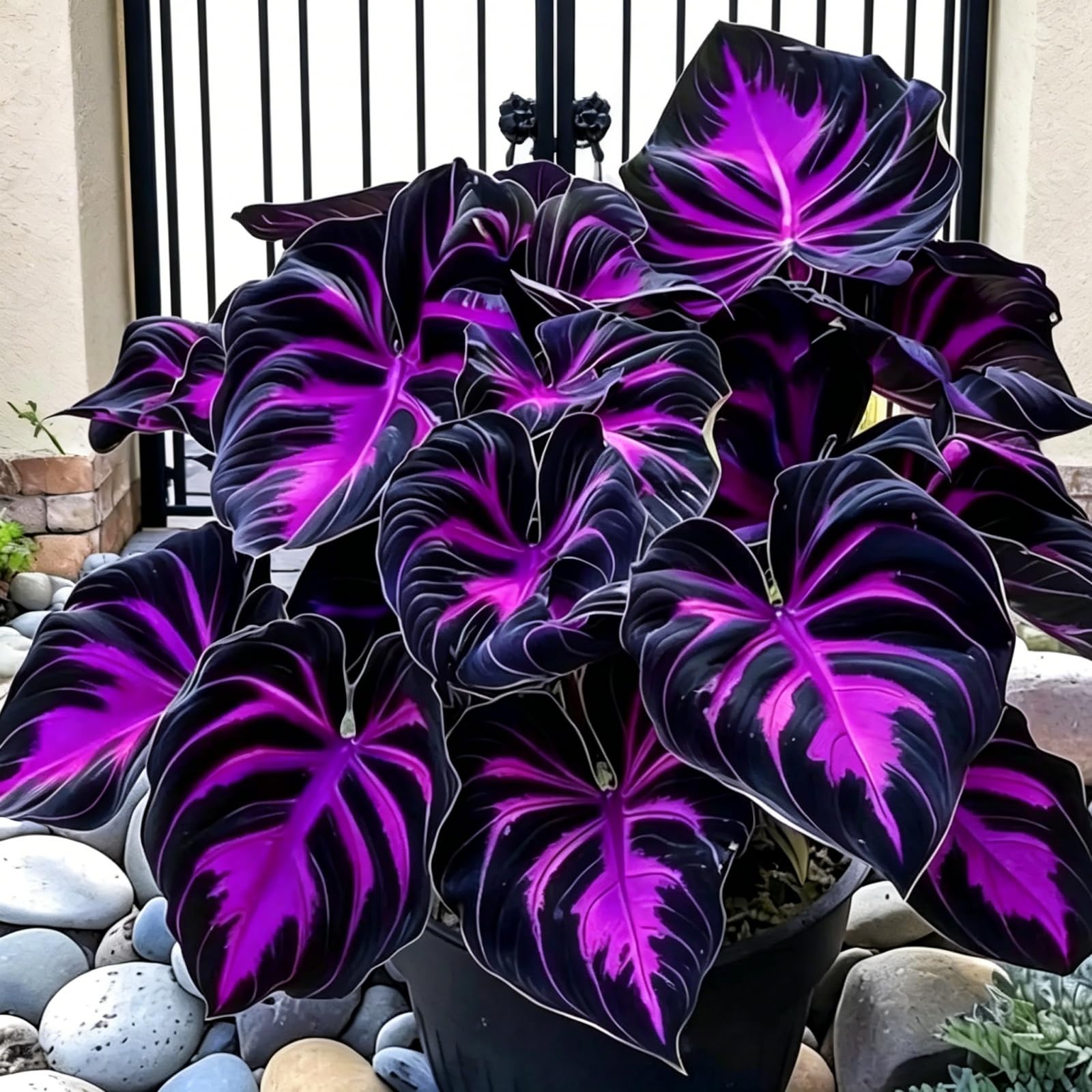 Rare Perennial/Vibrant Rainbow Hosta Bulbs/Spectacular Hosta Bulbs for Immediate Planting UK/Develop Powerfully/Beautiful Landscape Display/Potted-Cultivation/Little Care-4Bulbs-G