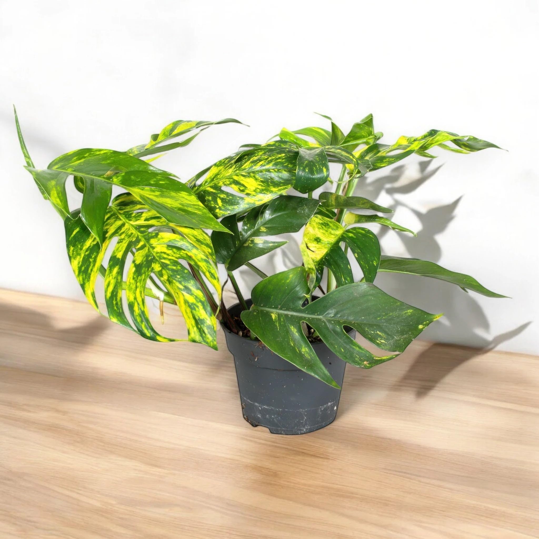 Epipremnum pinnatum 'Cintho goldfinger' Pianta da Interno Ornamentale, Colore Verde, Vaso 17 cm, 1 Pezzo