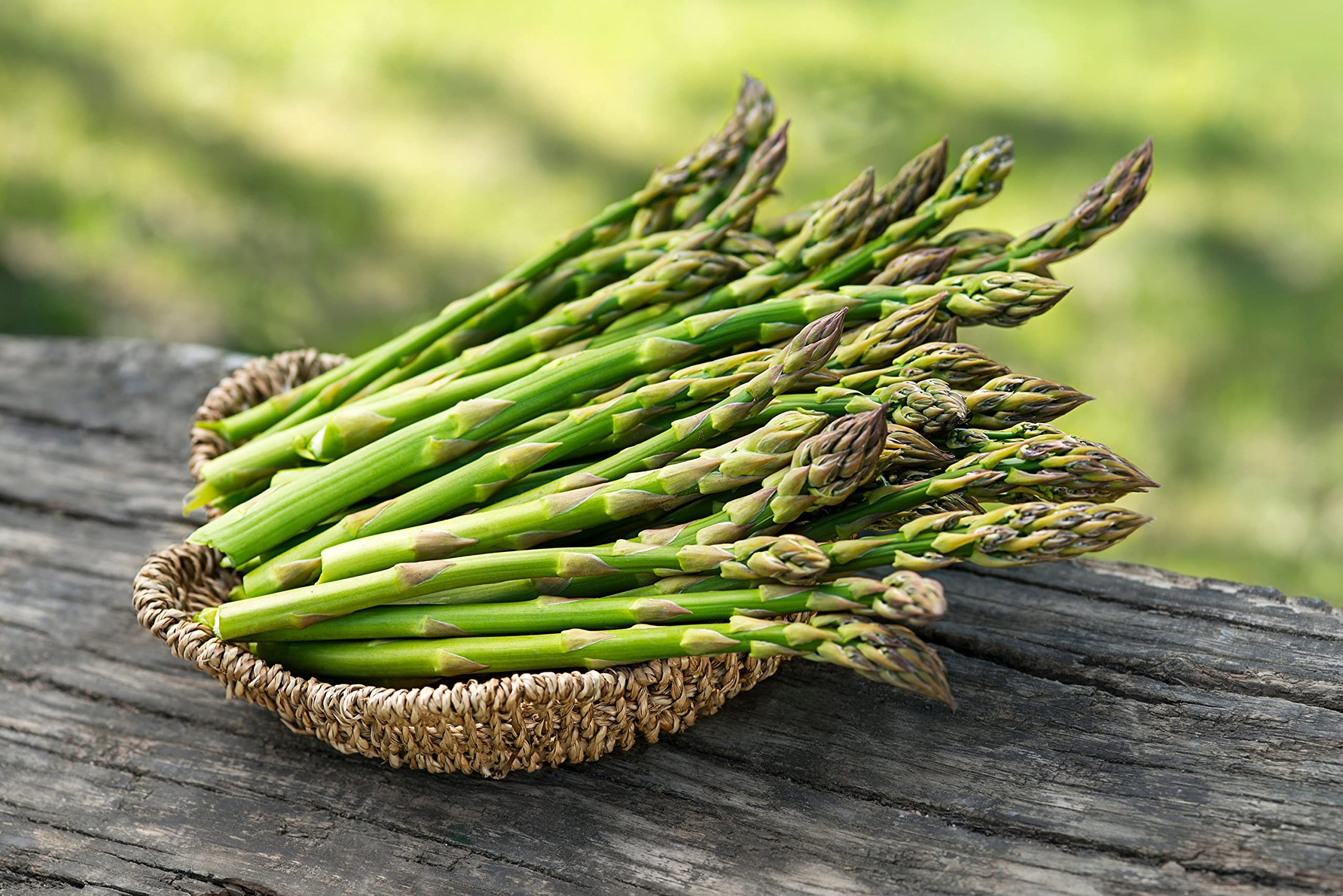 Gromax India Asparagus Herb seeds Plant Hybrid Pack for Home Garden & Planting Gardening (B09X1H96F1) Amazon Price History, Amazon Price Tracker