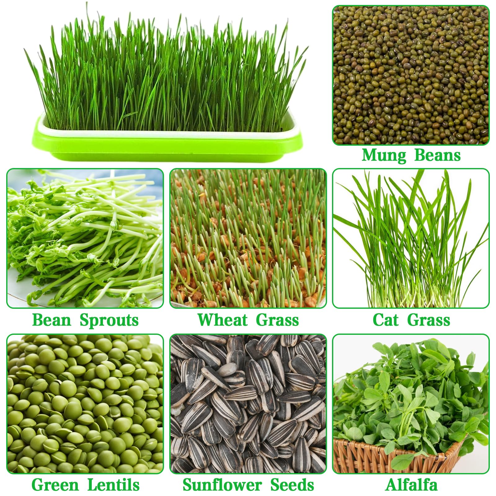 5 Pezzi Vassoi per la Germinazione Dei Semi Germogliatore Per Semi Vassoi per Semi 34X25cm Vassoio di Germinazione di Grande Capacità Propagatore Idroponico Sano Senza BPA