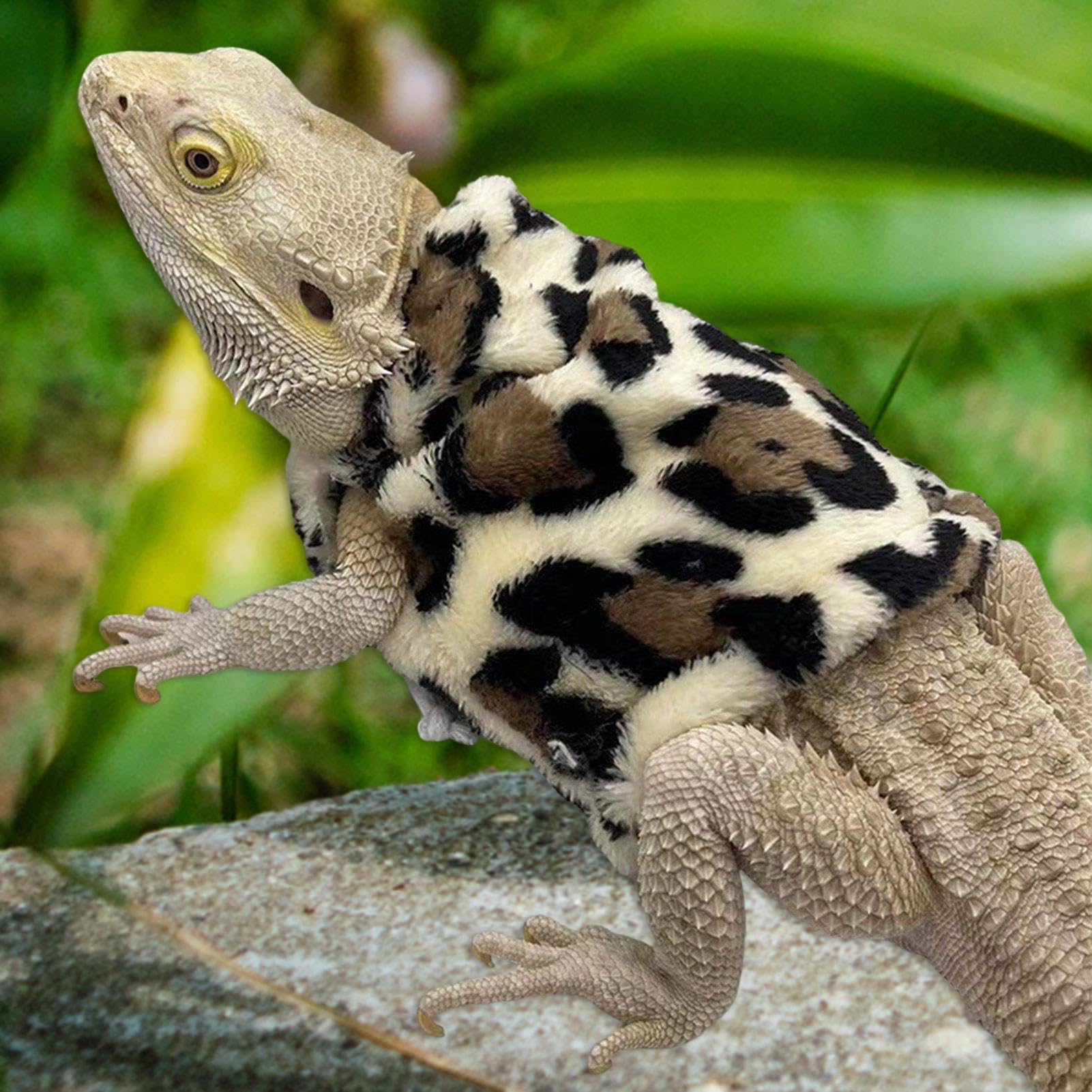 Vêtements de reptiles | Costume de dragon barbu,Costume de dragon barbu pour lézards Dragon, tenues vêtements accessoires photo pour lézards geckos hamsters