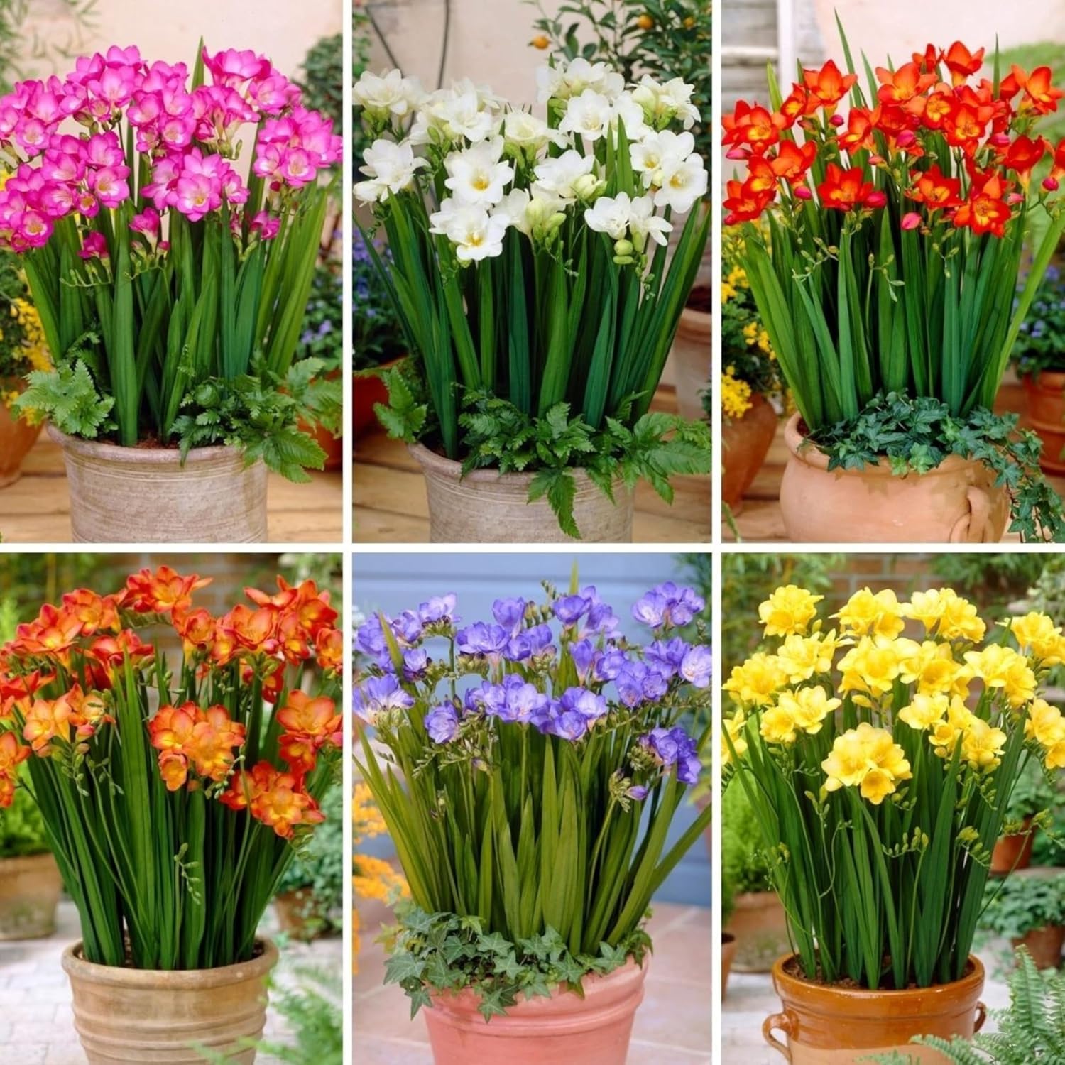 Freesia Double Mixed Flower Bulbs, Multicolor, Indoor Outdoor Garden Plants, Set of 10 Bulbs