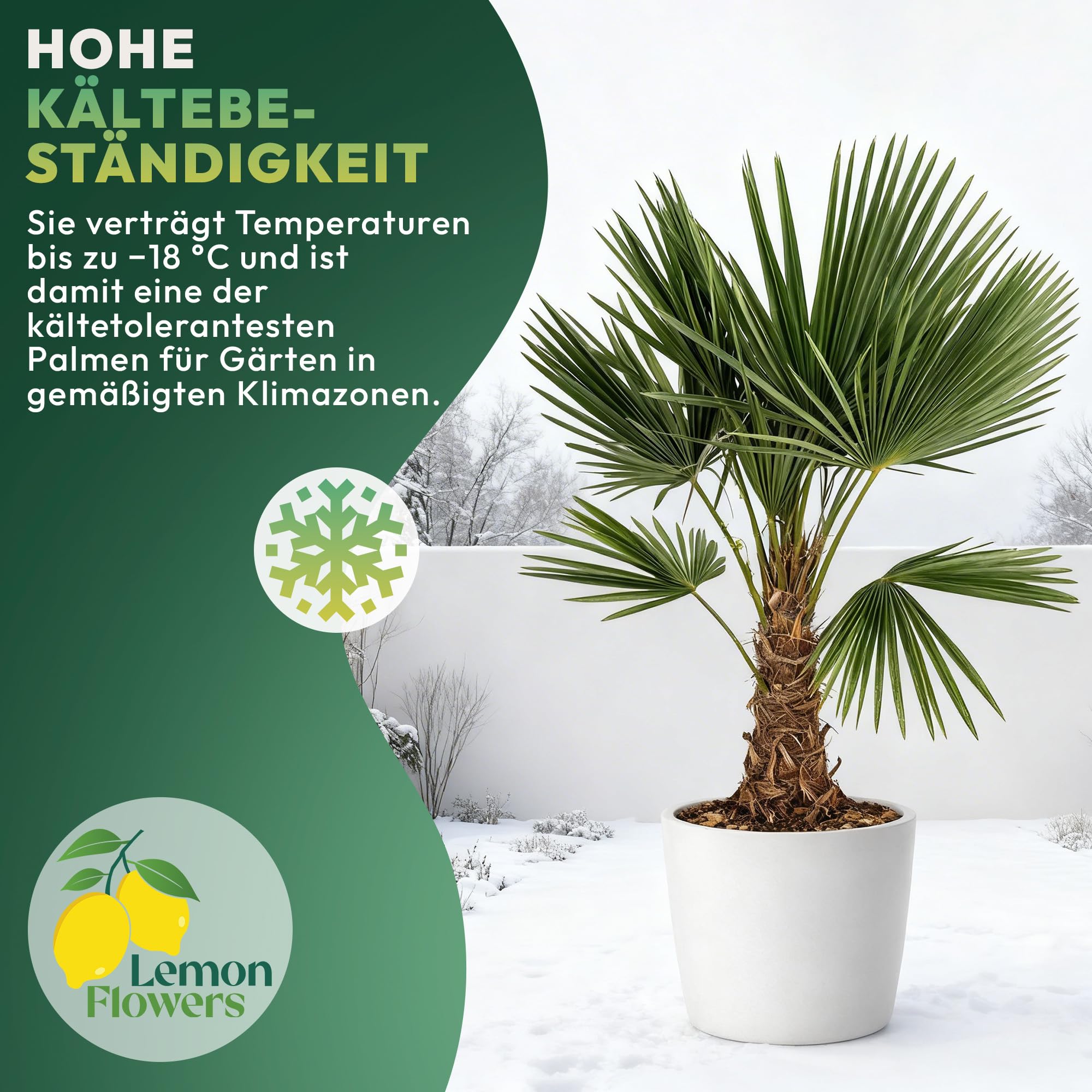 Palme Winterhart Für Außen Trachycarpus Fortunei 140cm - Palmen Winterhart Draußen - Palmen für draußen - Palme echt Ideale Balkonpflanzen - Hanfpalme