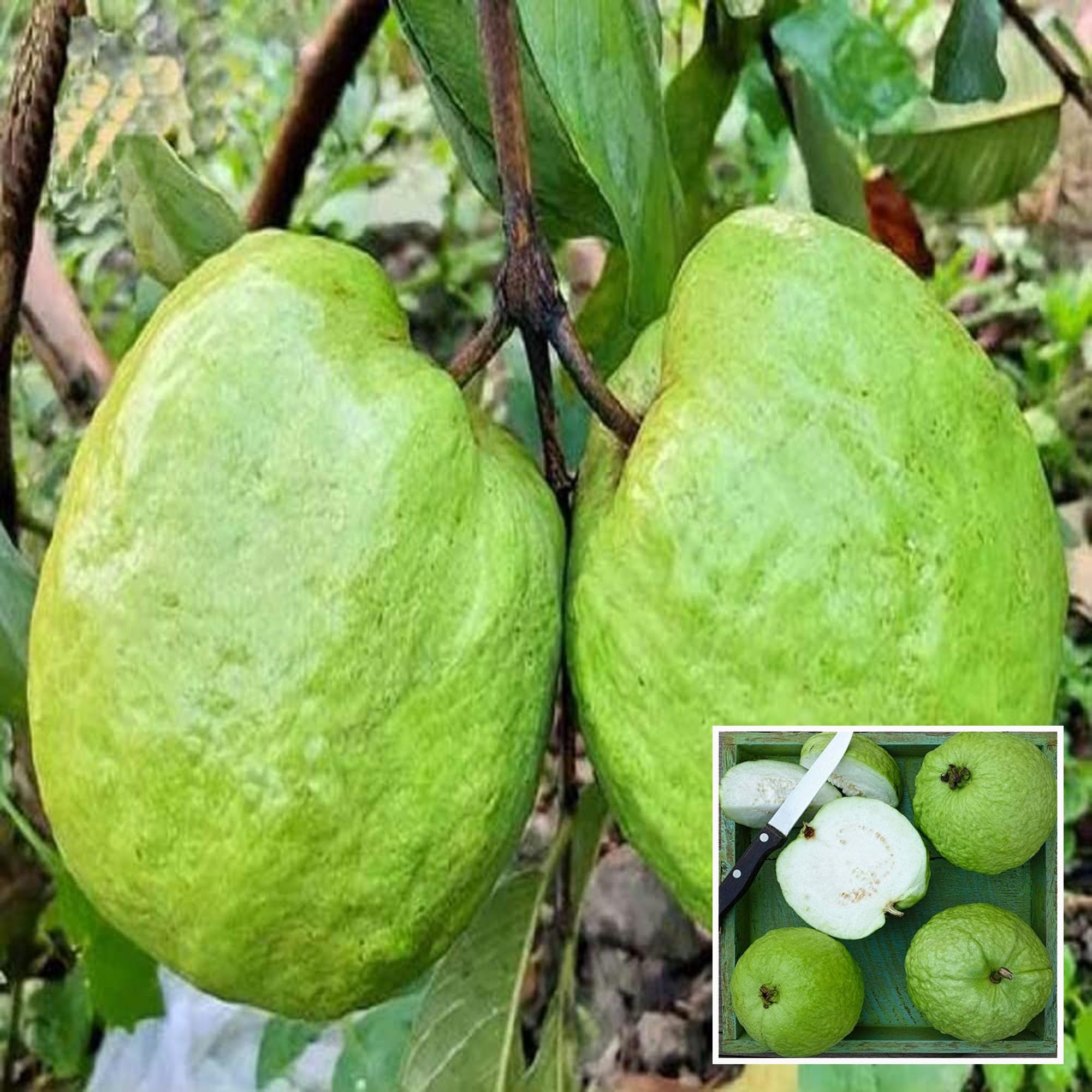 See full amazon price history chart for HAPING Super Kiran Thai 5 Guava Amrood Layering/Grafted Fruit Live Plant (1.5-3 Feet Height) HAPING Super Kiran Thai 5 Guava Amrood Layering/Grafted Fruit Live Plant (1.5-3 Feet Height) (B0CV7QF61Z) Amazon Price History, Amazon Price Tracker