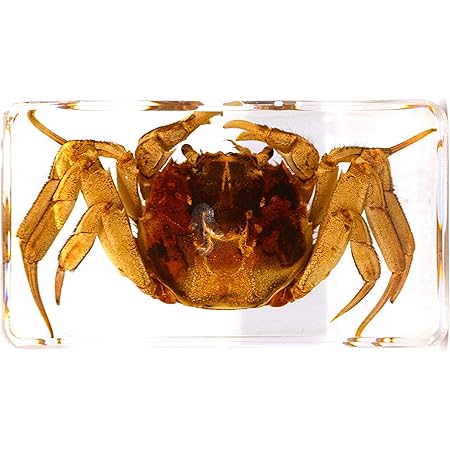 Amazon 透明標本制作所 樹脂封入 標本 カニ Aタイプ 蟹 本物 生物 昆虫 観察 生体 剥製 文鎮 アクリル封入 レジン 生物 動物 人体 おもちゃ