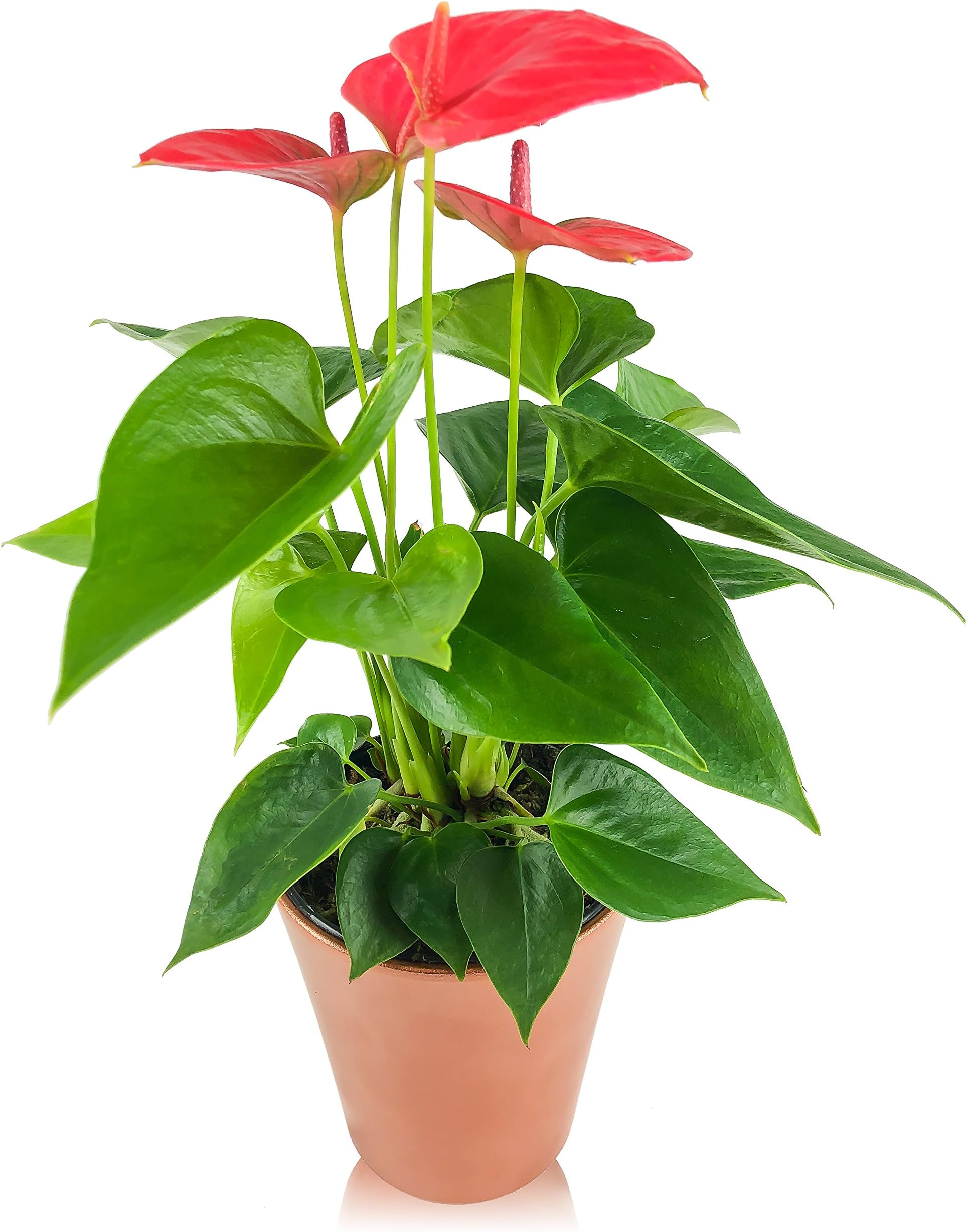 Crisp Plants Live Pink Anthurium Plant in Metallic Copper Ceramic Container Pot, 18" Tall