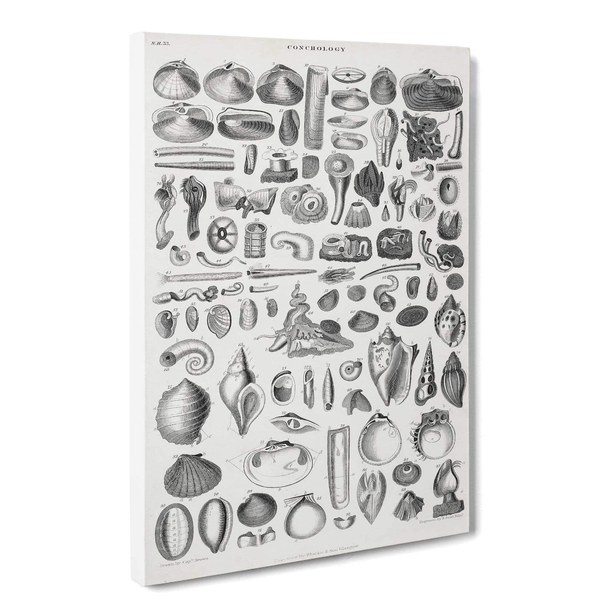 Study Of Mollusk Shells By Oliver Goldsmith Canvas Print, Mixed, 25L x 50W cm