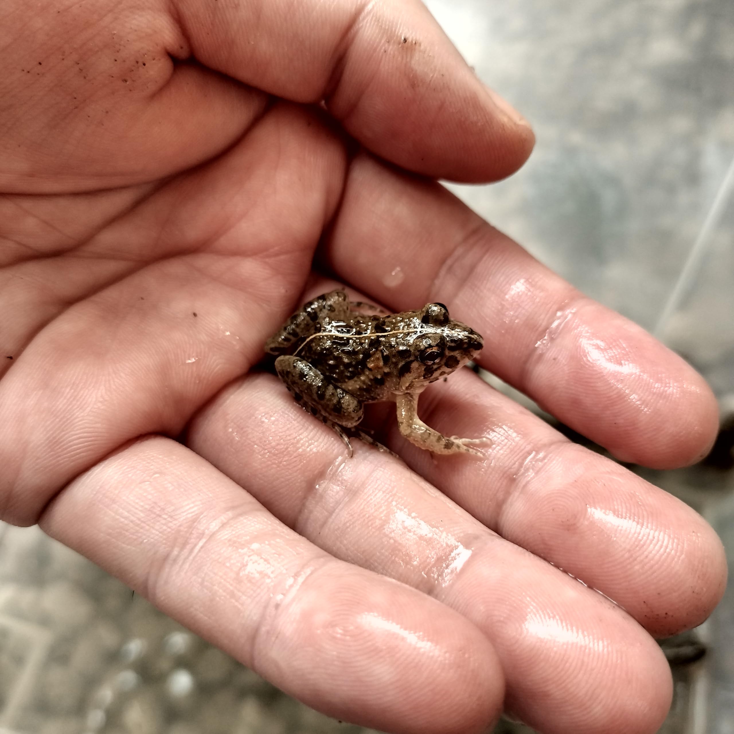 Amazon | 【給餌ガイド付き】拒食対策用 冷凍ヌマガエル 極小〜Mサイズ