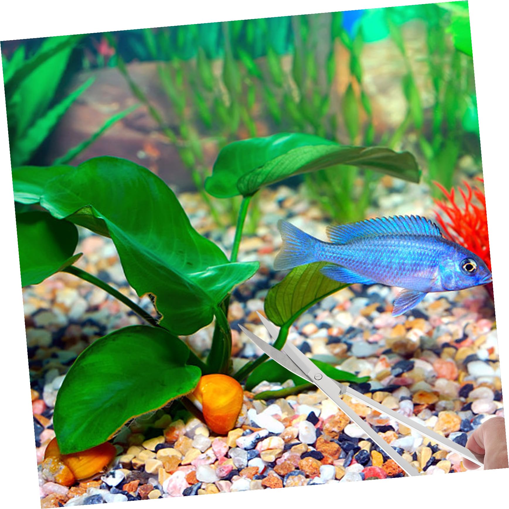 BESTonZON Tijeras para Césped Acuático Pinzas Largas para Acuario Pala de Acero Inoxidable para Acuario Suministros para Mantenimiento y Limpieza de Sustrato