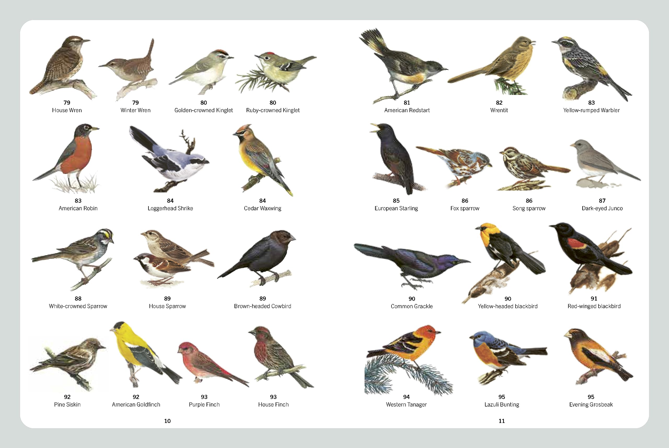 A Field Guide to Backyard Birds of North America: A Visual Directory of the Most Popular Backyard Birds - Includes a 2-Year Logbook - Image 5