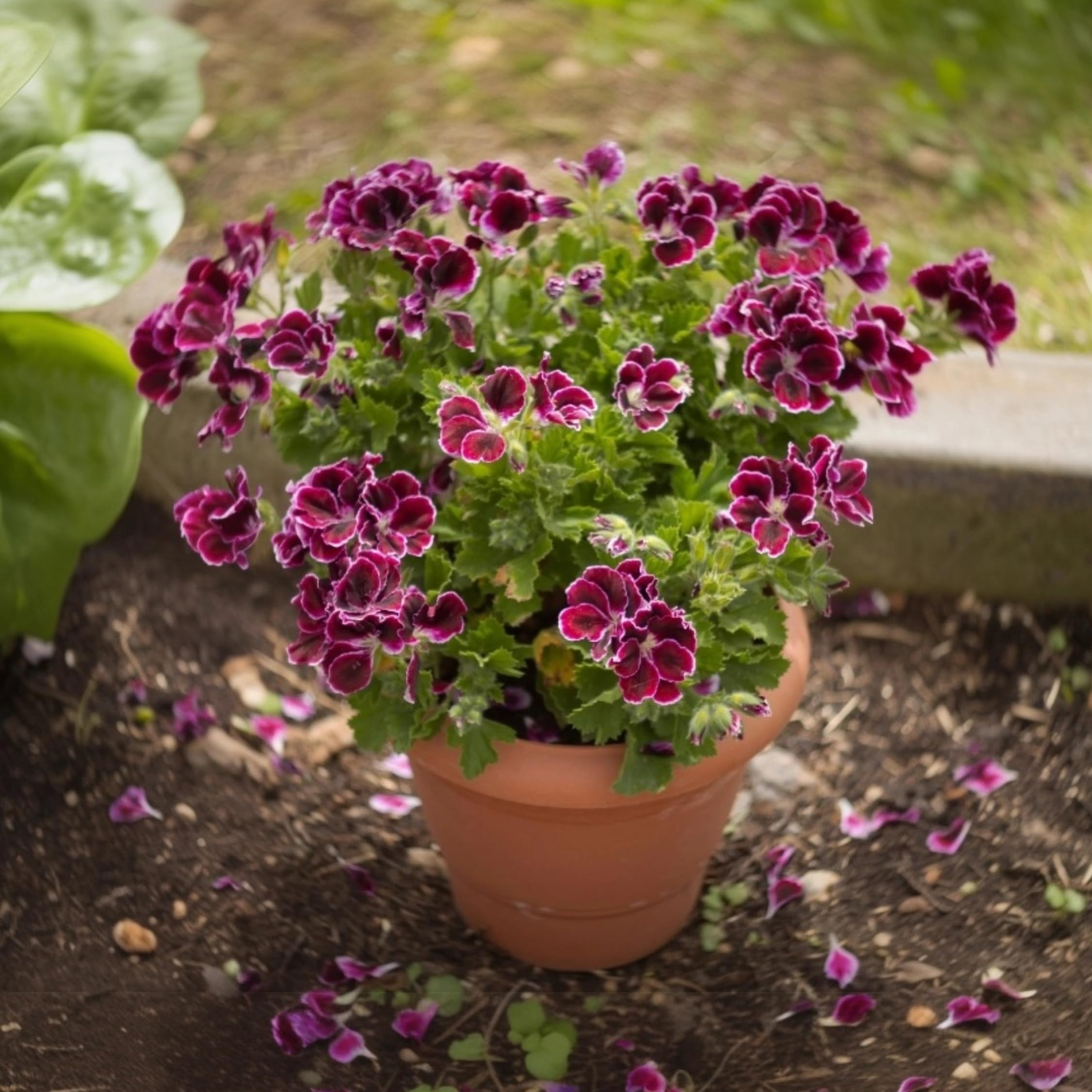 Plant in a Box - Pelargonium - Set da 6 pezzi - 3 diversi tipi - Anti-zanzara - Vaso da fiori 10,5 cm - Altezza 15-25 cm