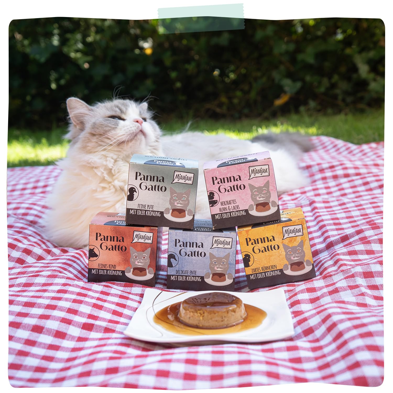 MjAMjAM - Comida húmeda premium para gatos - Panna Gatto - Pavo tierno con un toque final exquisito, pack de 12 (2x80g), sin cereales