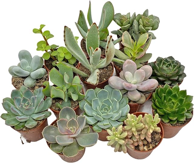 5 Succulent Starter Plant Collection Indoor Cacti Houseplants Terrarium Plants