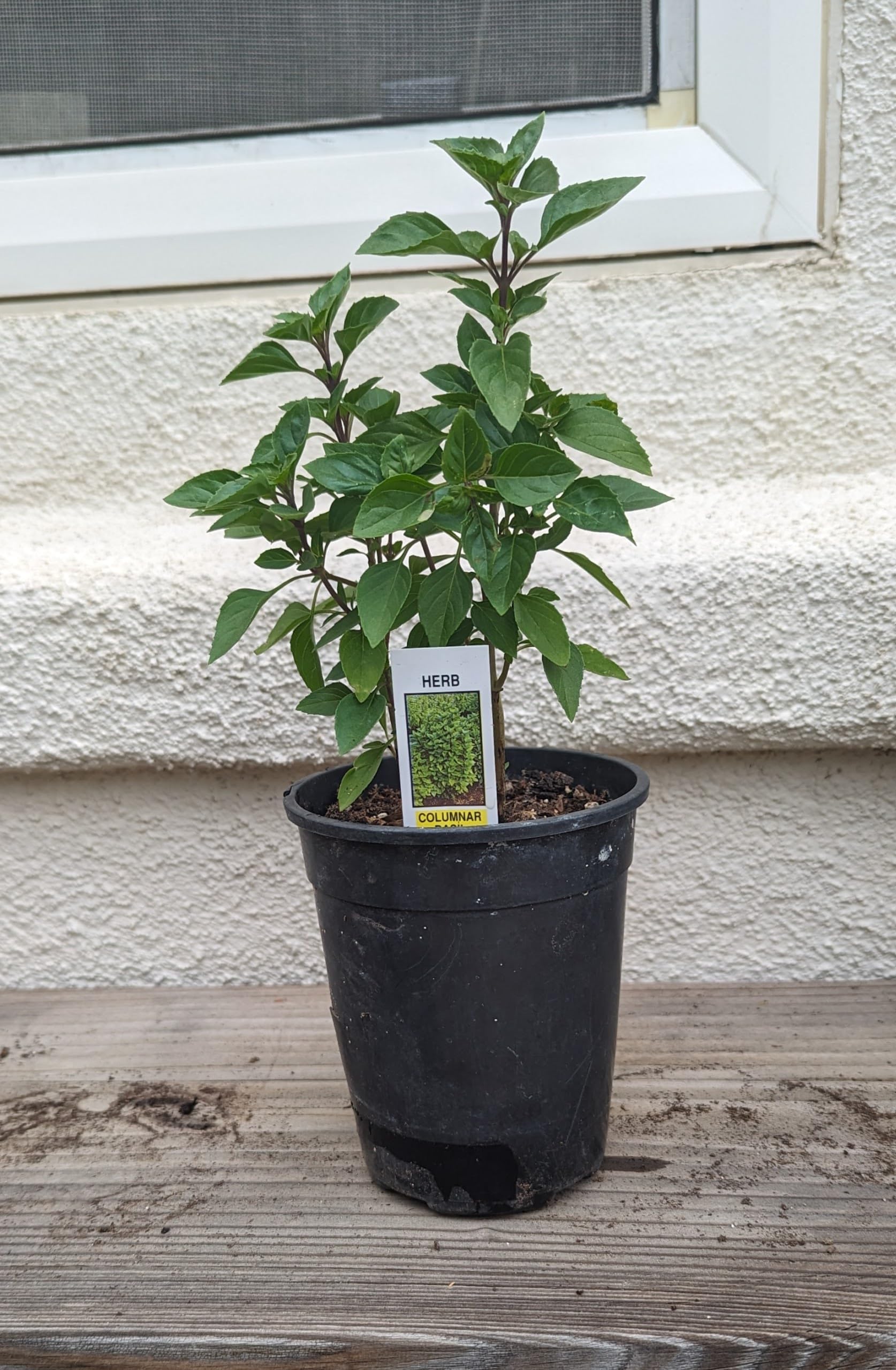 1 Live Pepper piquin Pequin Chile pikin, Chiltepin Plant Capsicum annuum (Live Plant, 8" to 12" Tall) Ship with Free Geen Bear Fertilizer 1 Gallon Potted